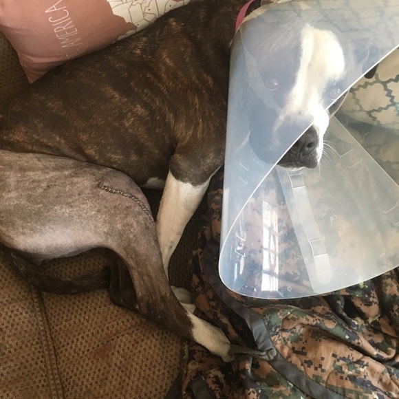 She’s back home and napping. Thanks everyone. - Picture 3 of 7